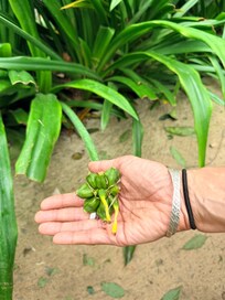 Cardamom plant on property.