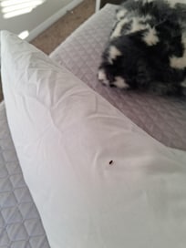Bedbugs found