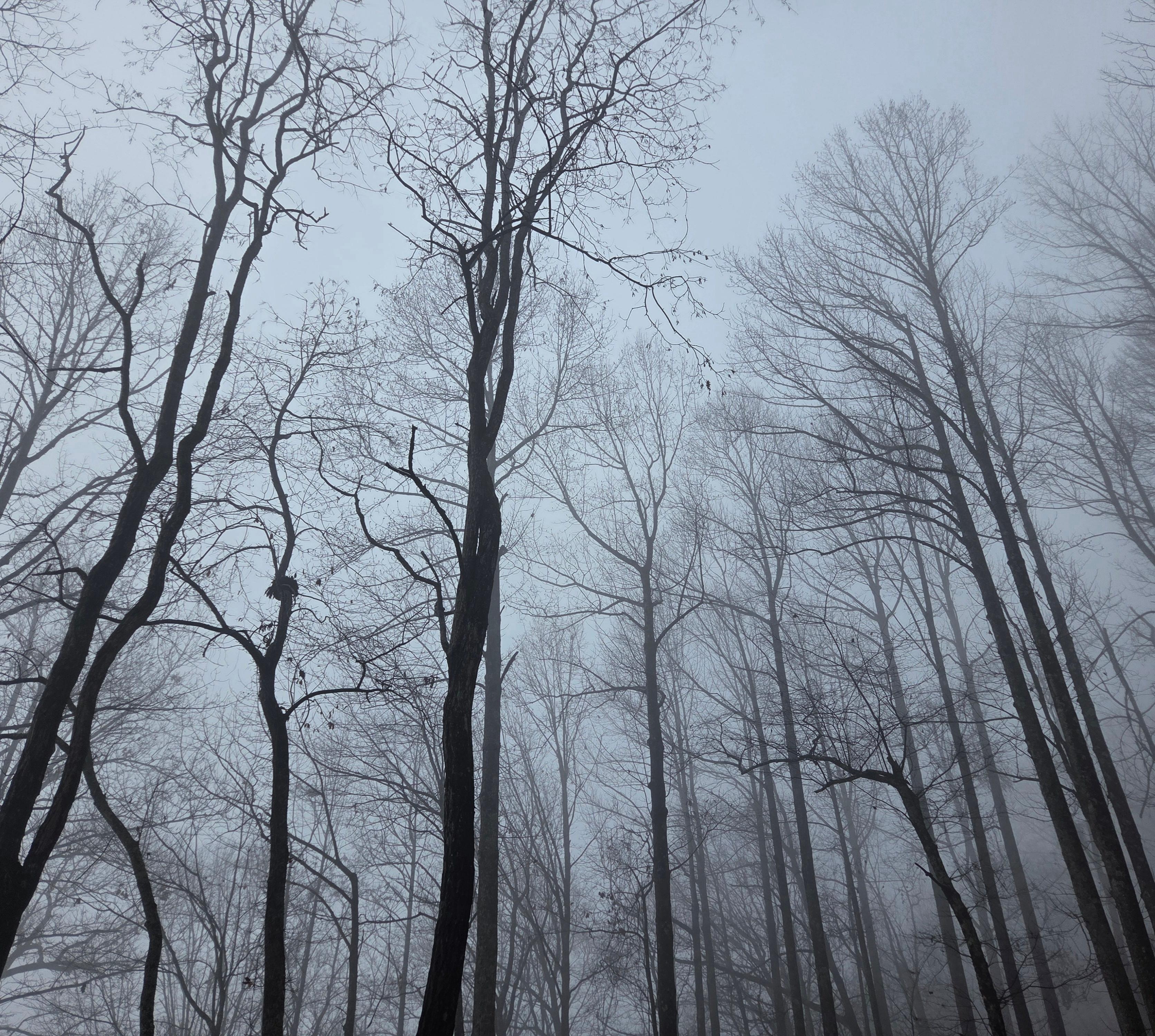 View from deck on a rainy day
