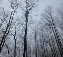 View from deck on a rainy day