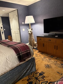 Love the nittany lion lamp!