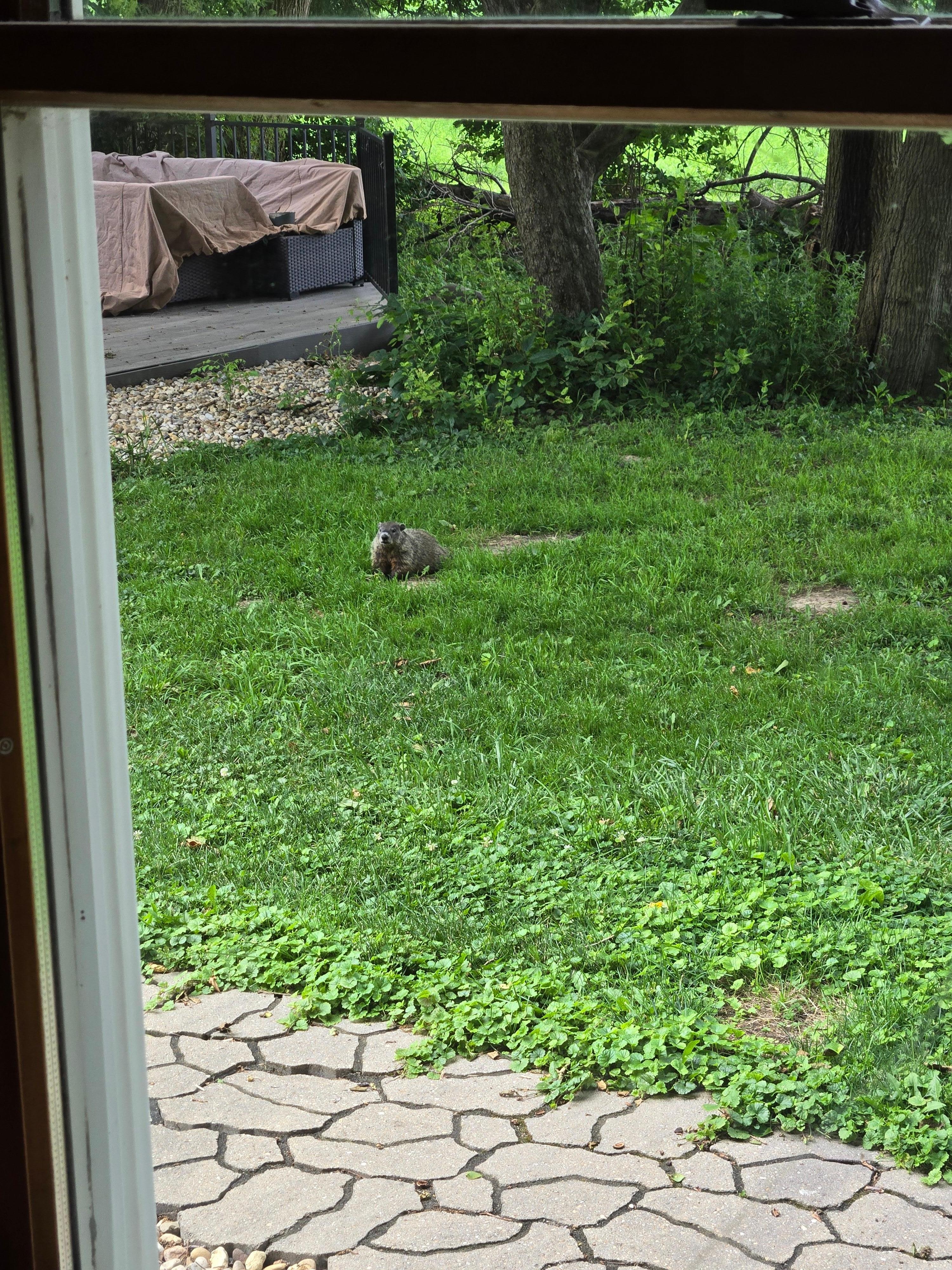 One of the groundhog 