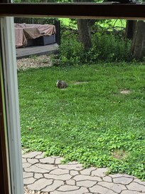 One of the groundhog