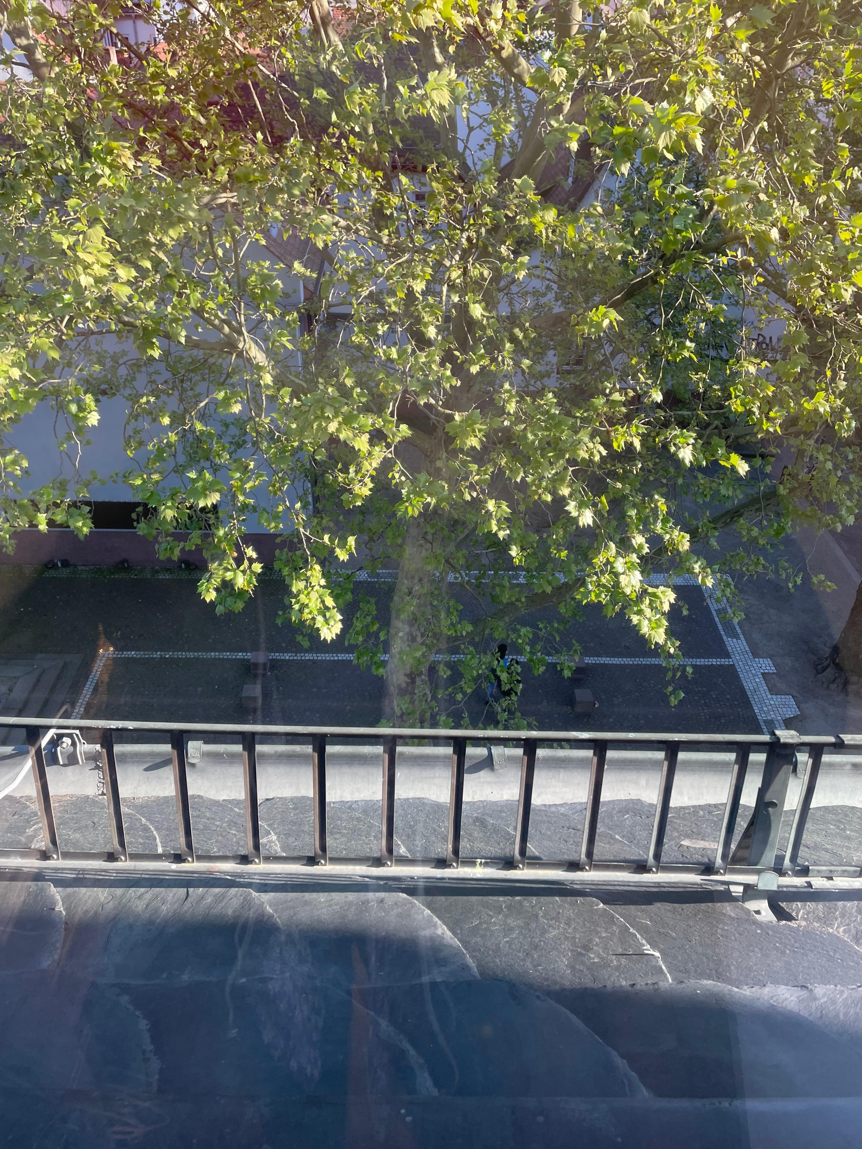 The view out my hotel room window, lots of chirping birds, lovely!