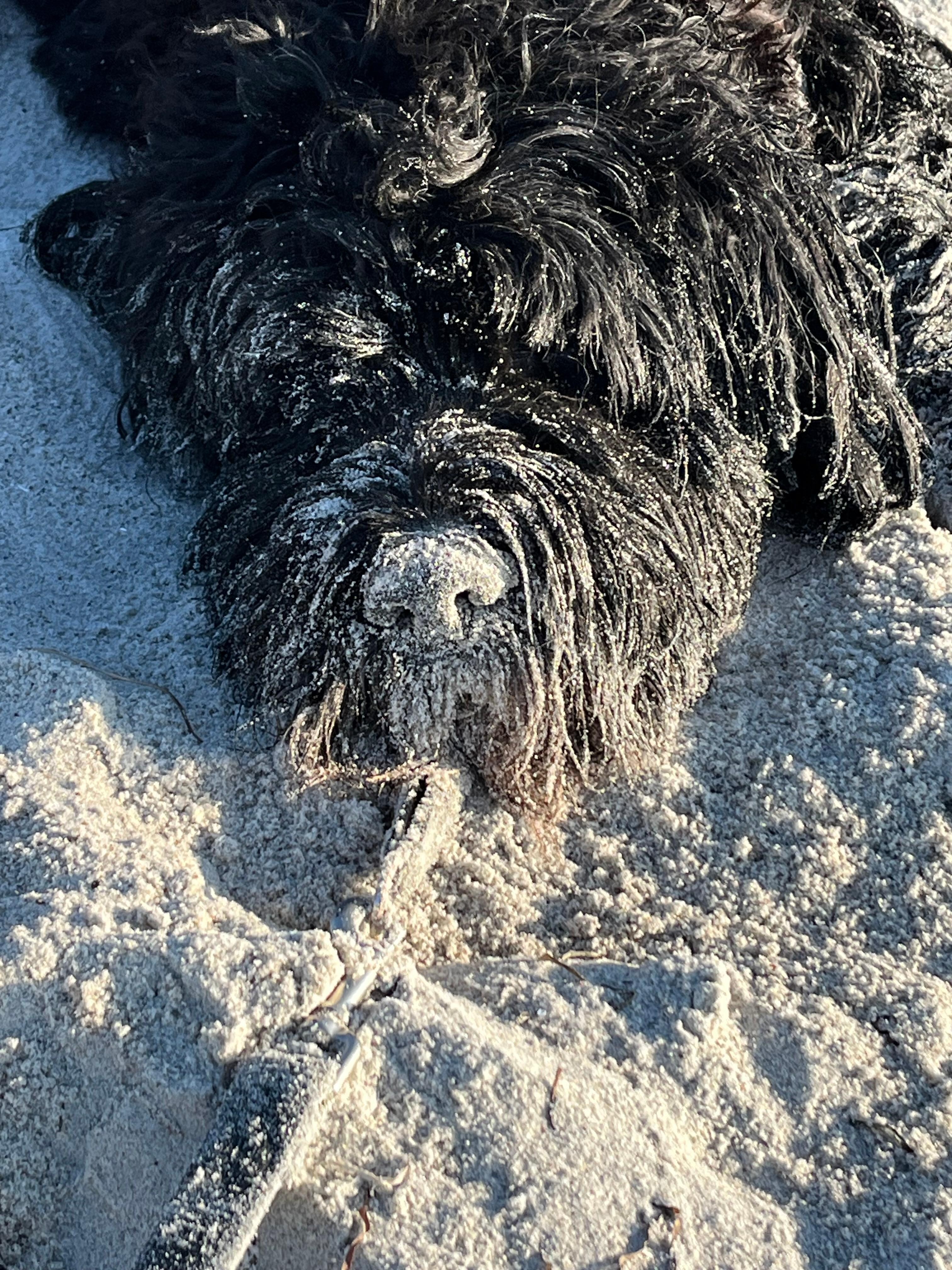 Hundefreundlicher Aufenthalt