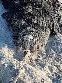 Hundefreundlicher Aufenthalt