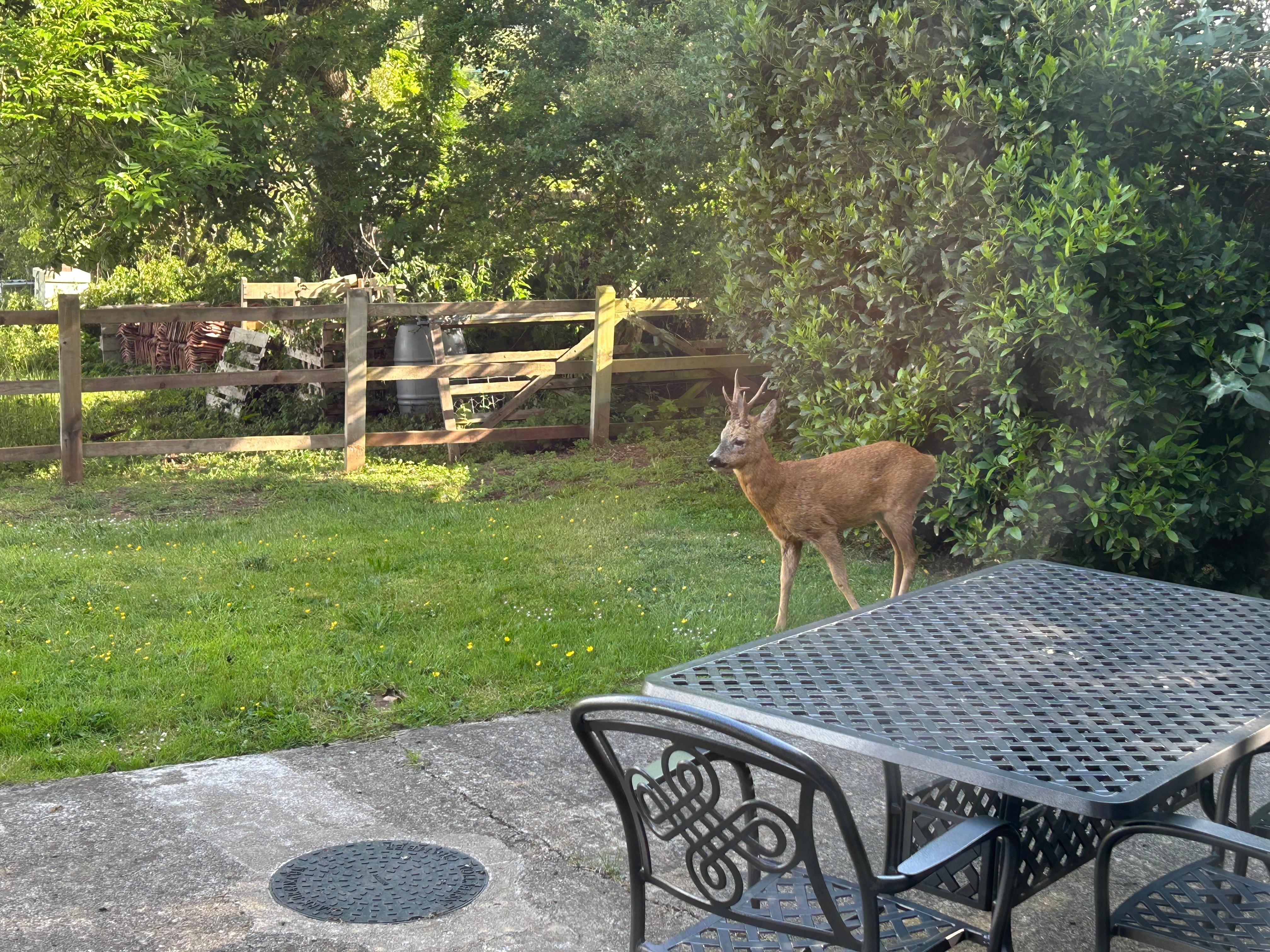 Visitor in the back garden