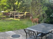 Visitor in the back garden