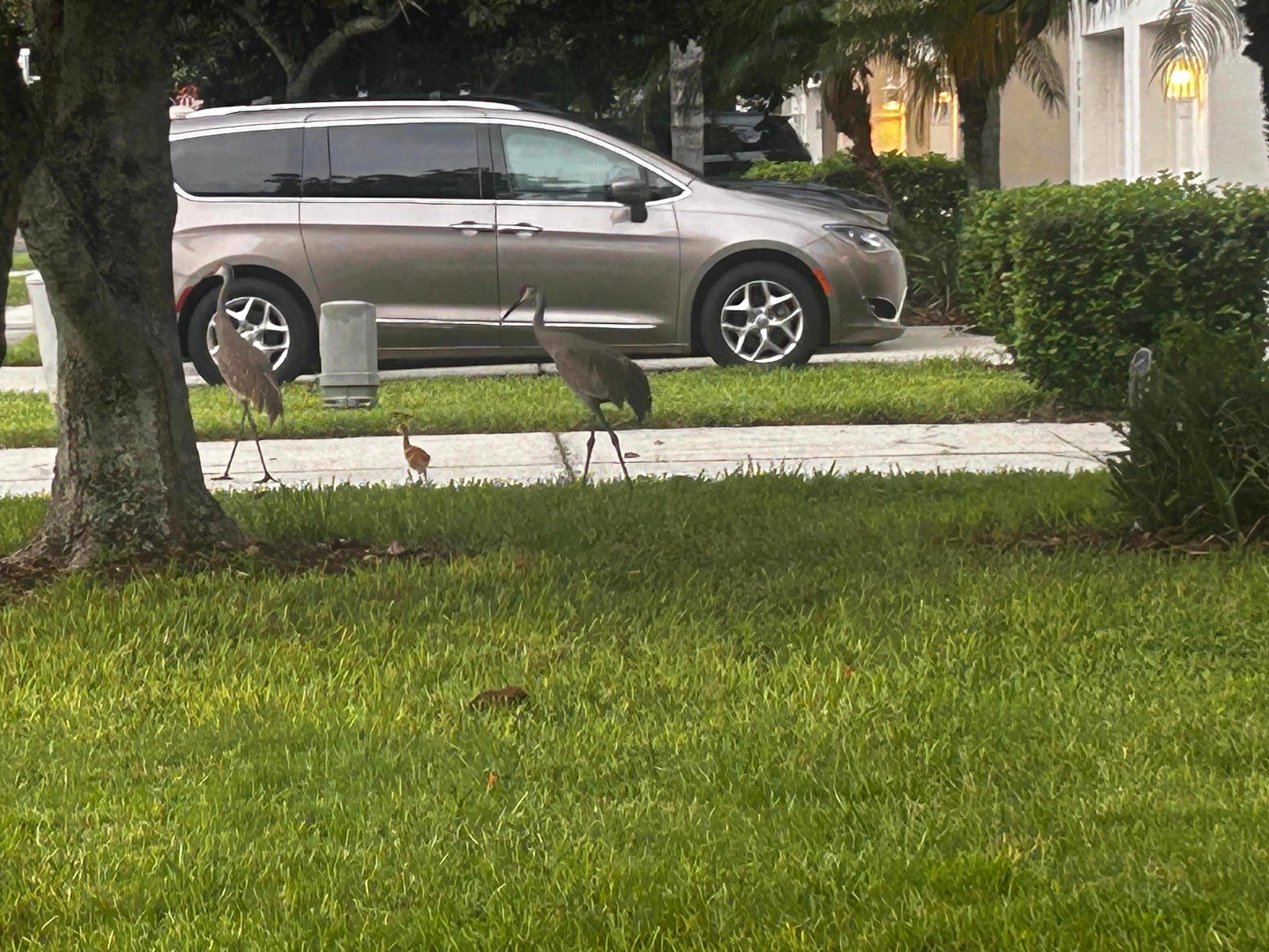 Bird visited with their little baby .