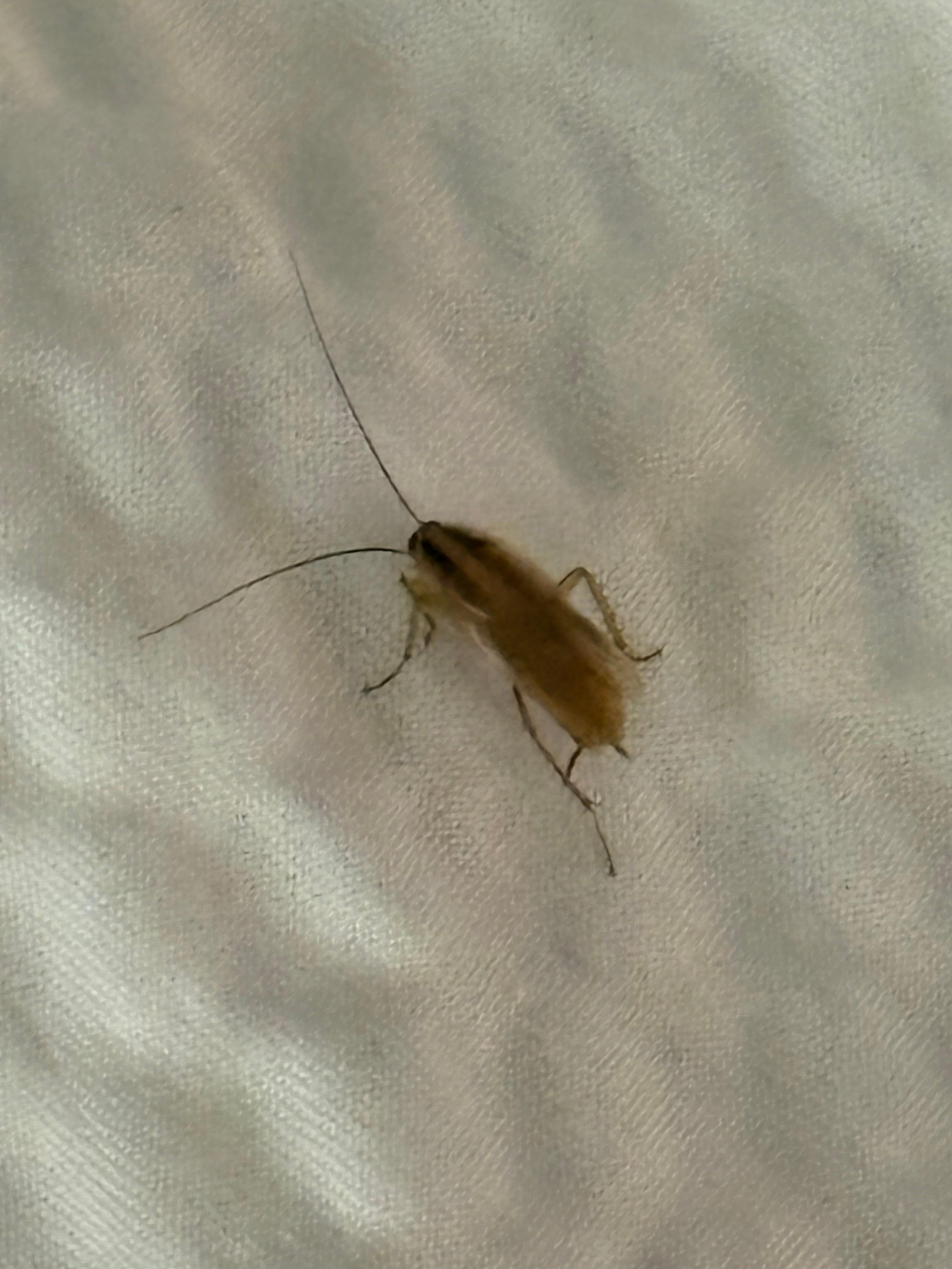 Roach in bed