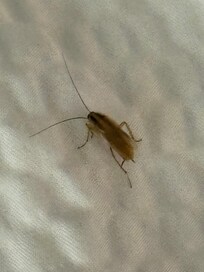 Roach in bed