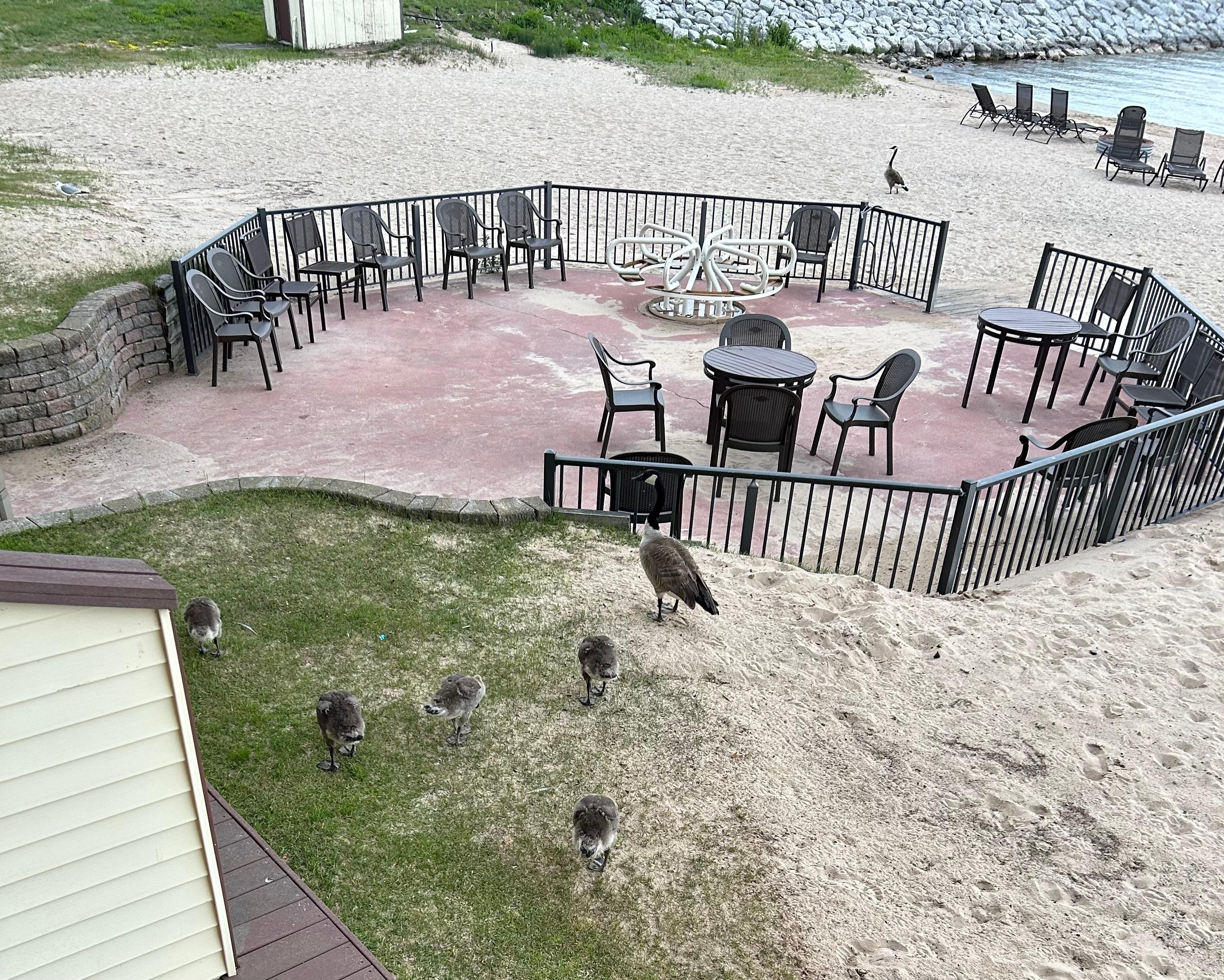 Can’t beat a beach with baby geese!!