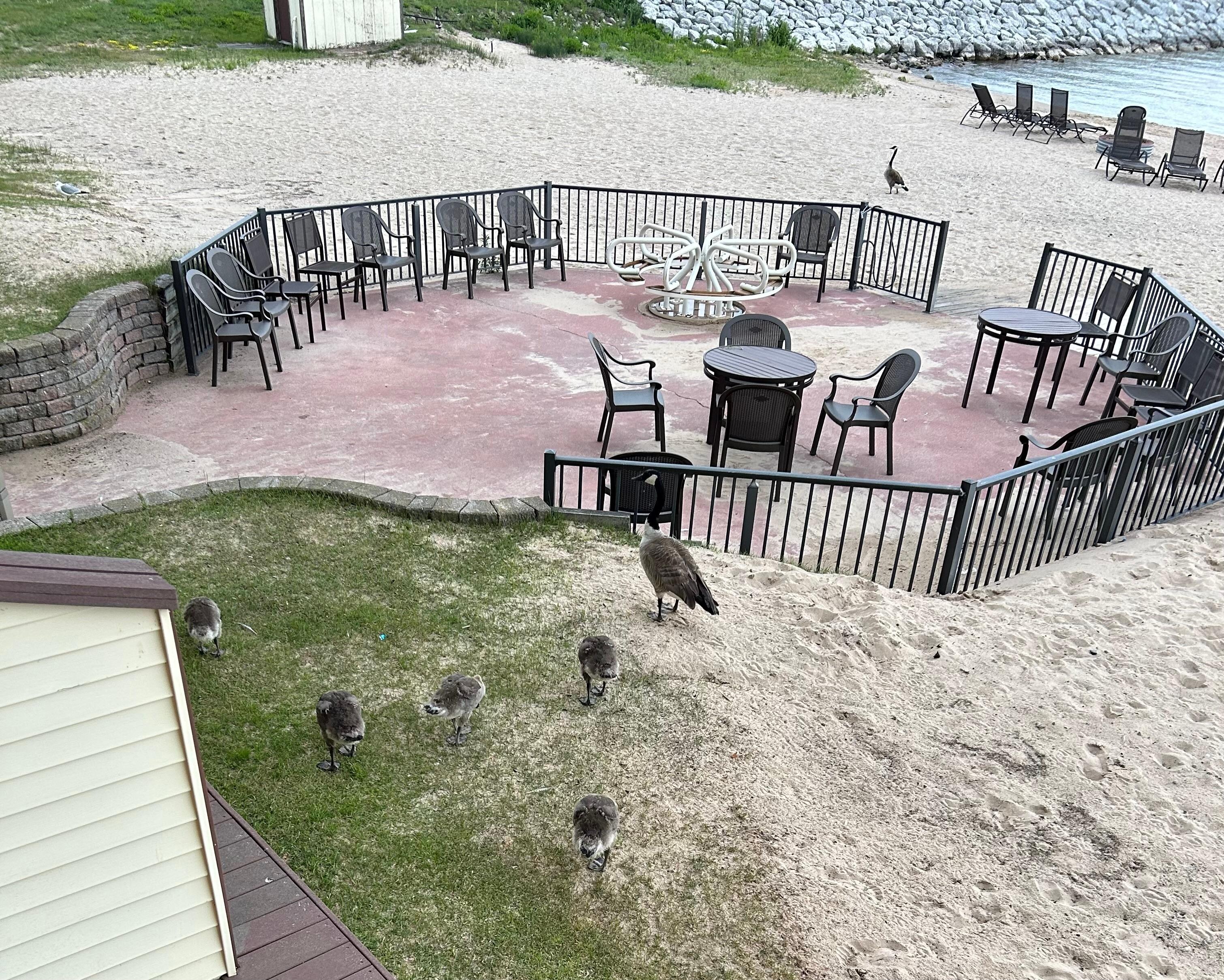 Can’t beat a beach with baby geese!!