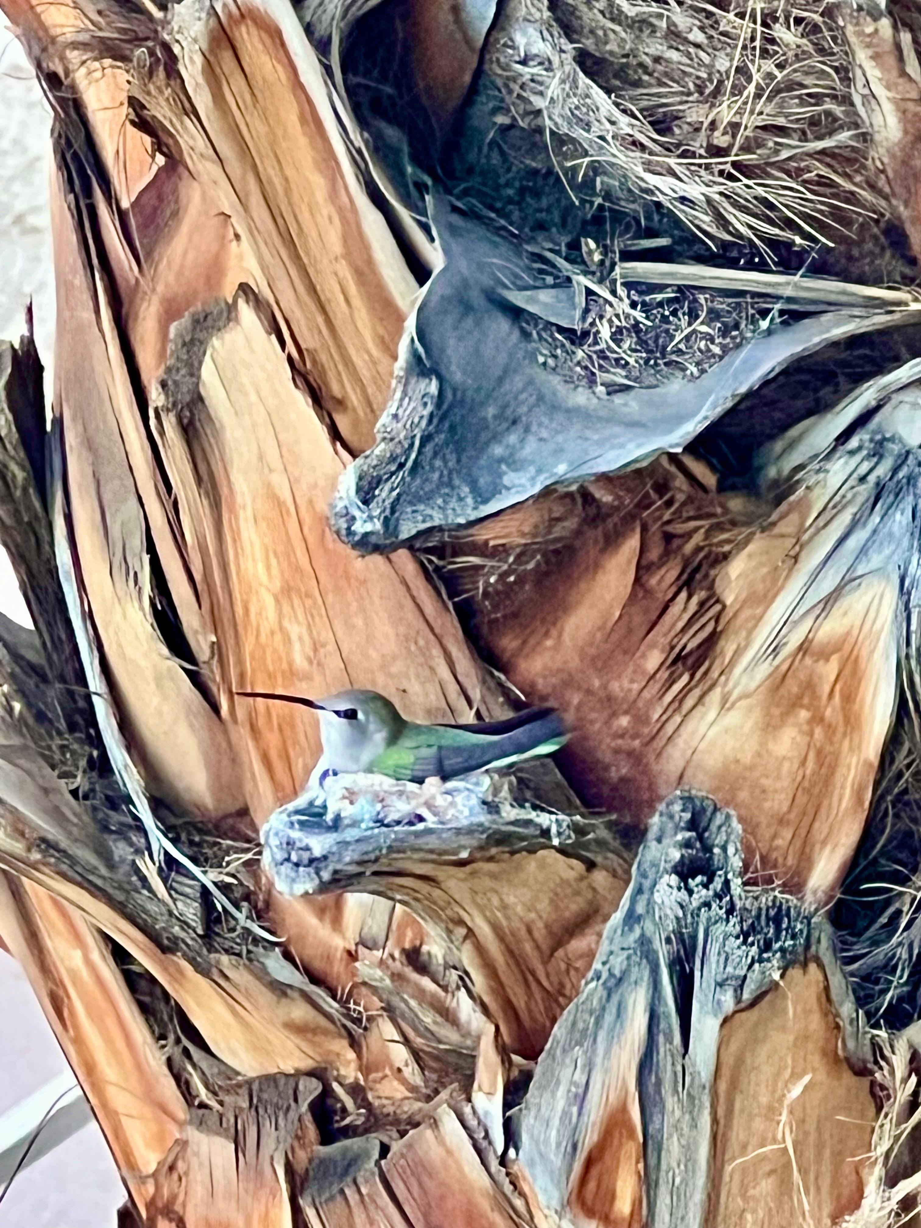 Hummingbird nest right outside the door. 