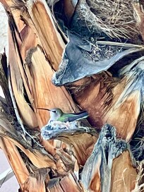 Hummingbird nest right outside the door.