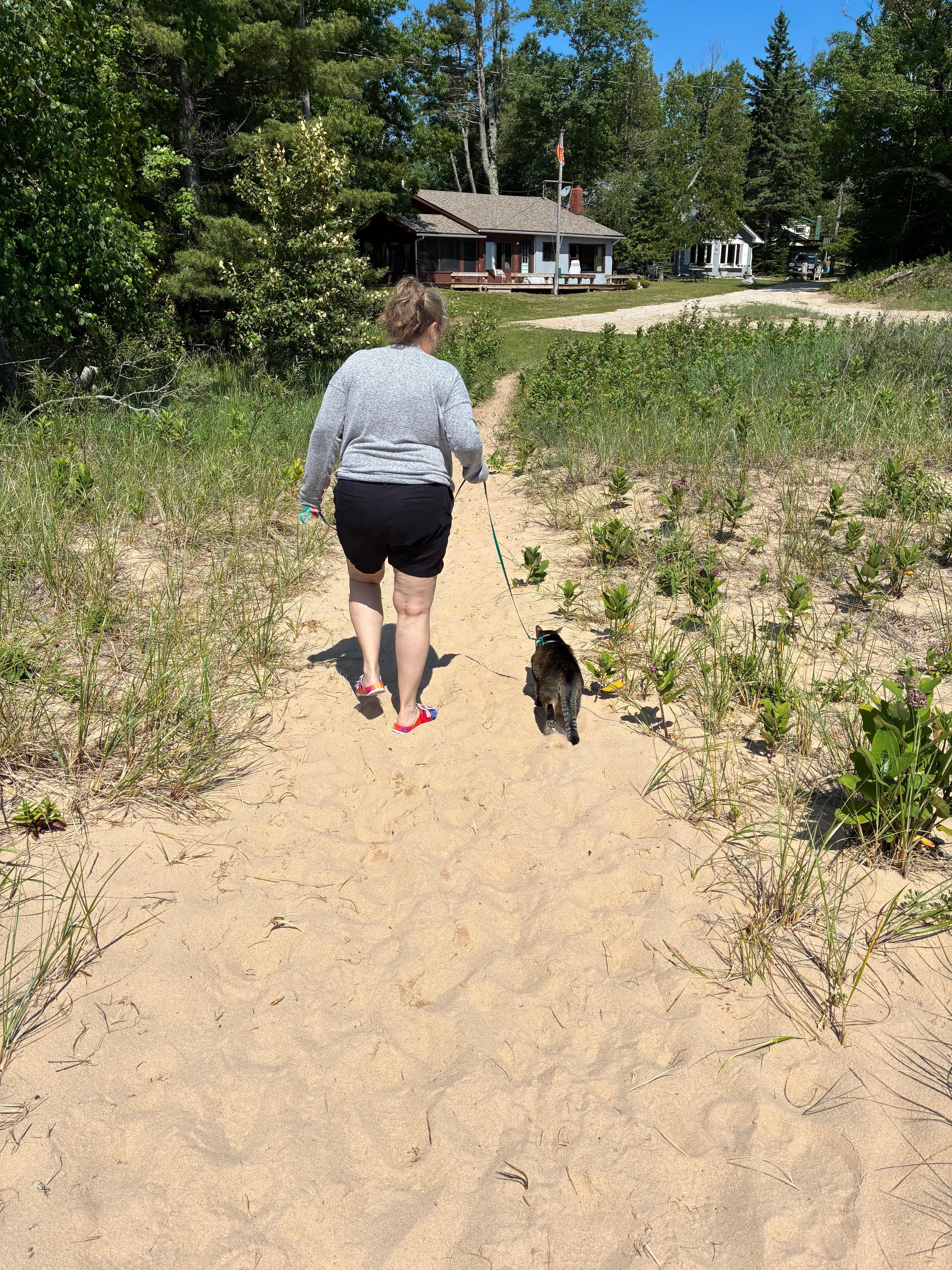Pontoufle the cat on a stroll from the beach toward the cottage nestled in far background 