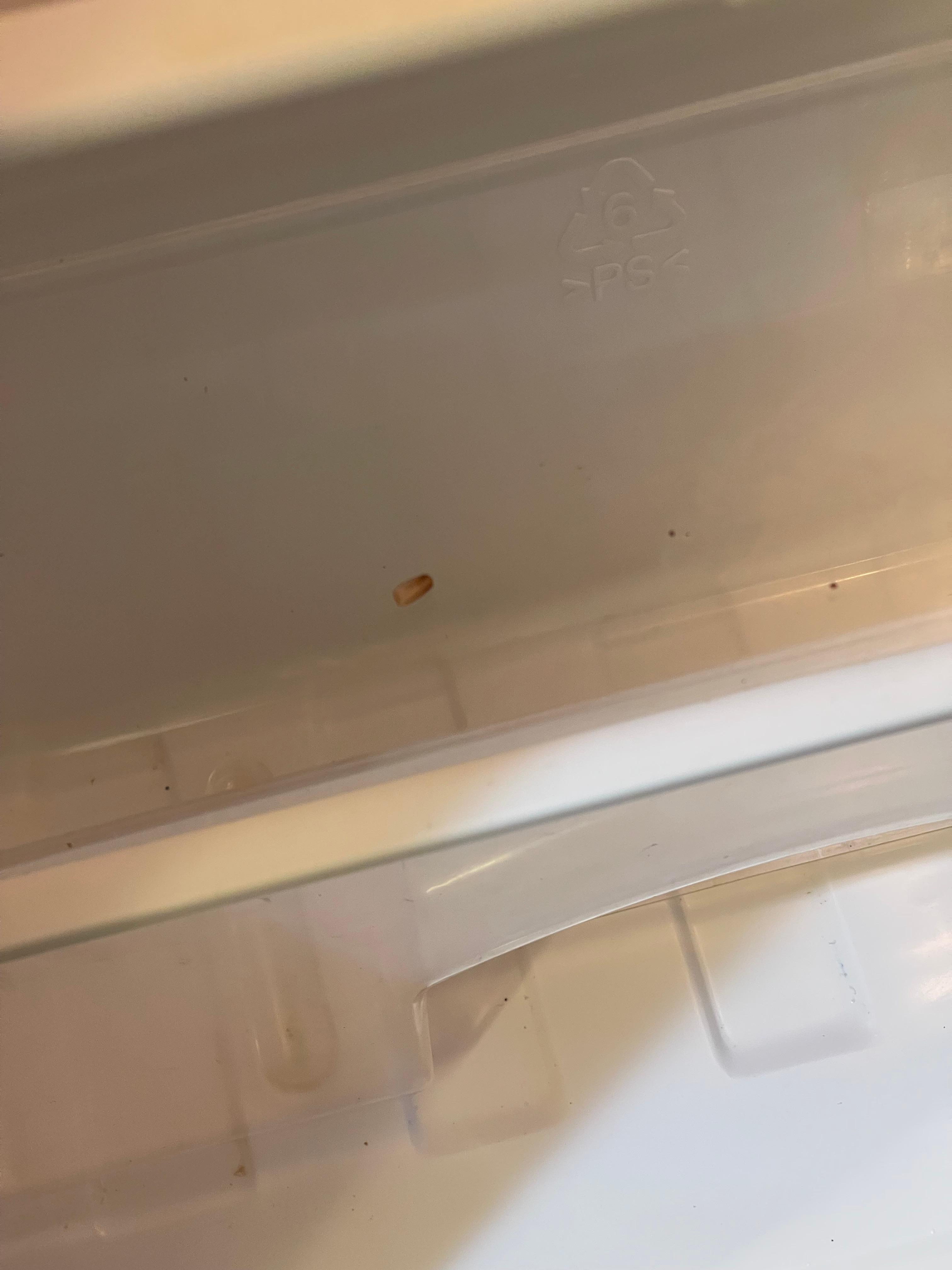 Roach egg inside the fridge.