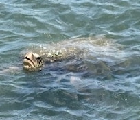 Turtle in front of house