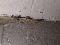 Black mold??