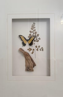 Nod to IPs butterfly lore