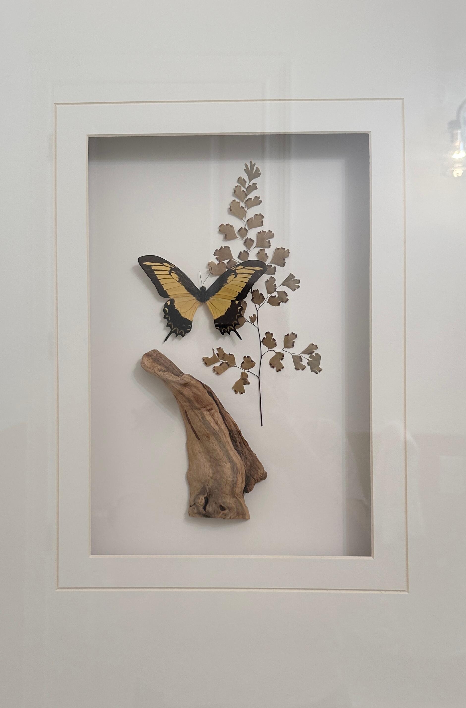 Nod to IPs butterfly lore