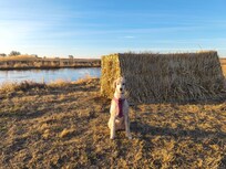 My poodle posing with the blind. It was such a peaceful spot to sit and watch the sun rise and cranes fly over head.