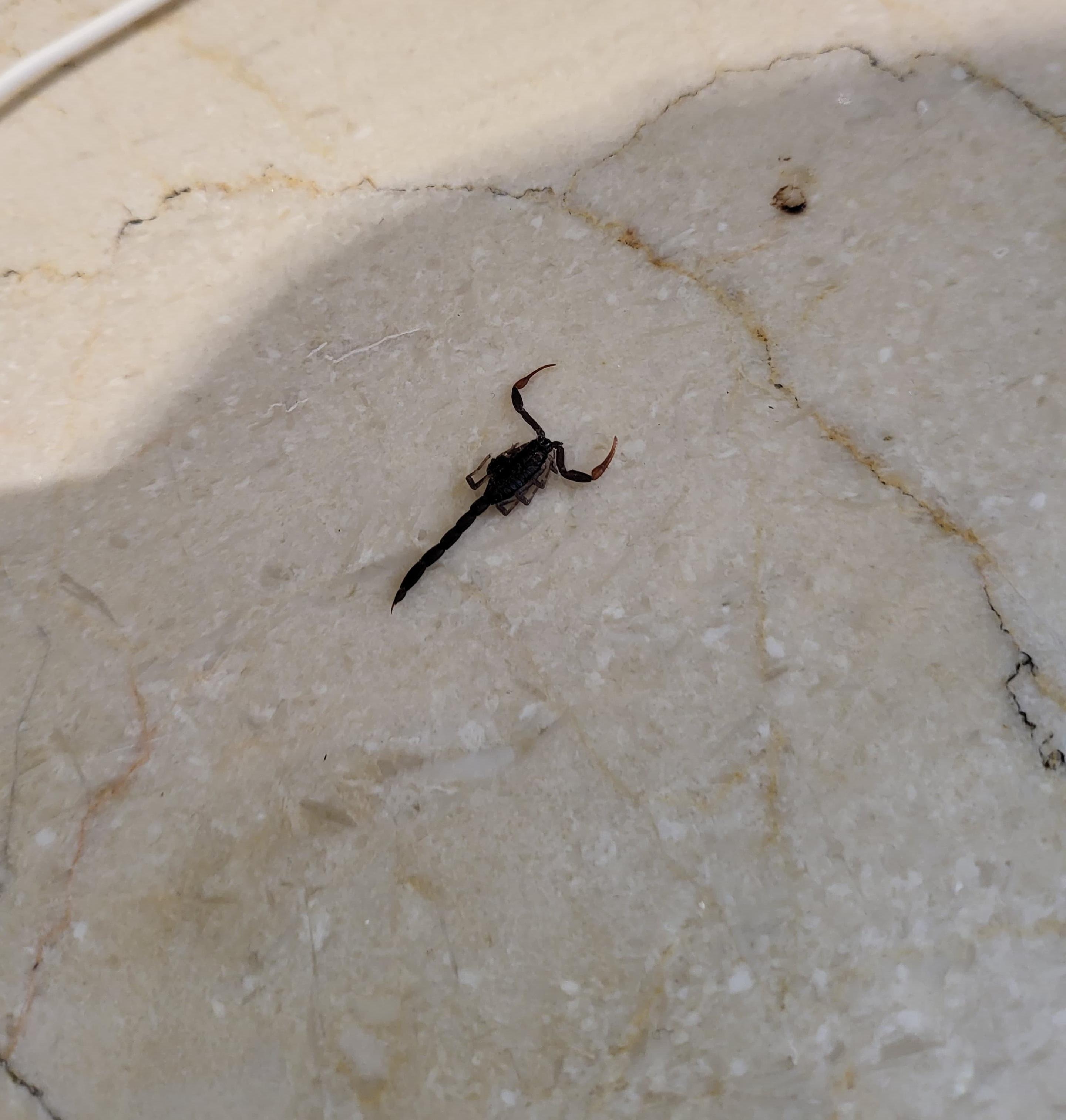 Black Scorpion in our curtains 