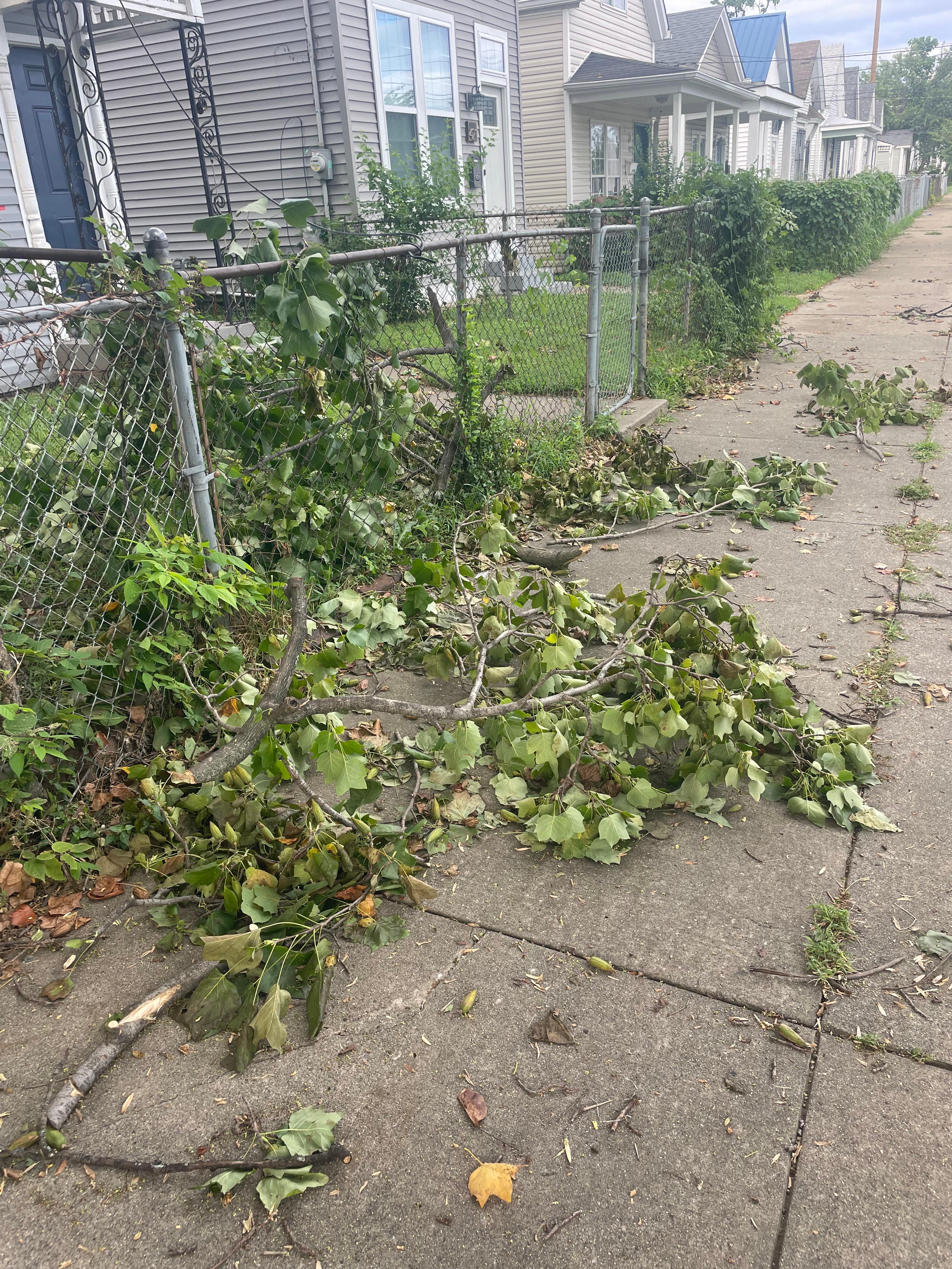 Downed trees making gate to front of property inaccessible.