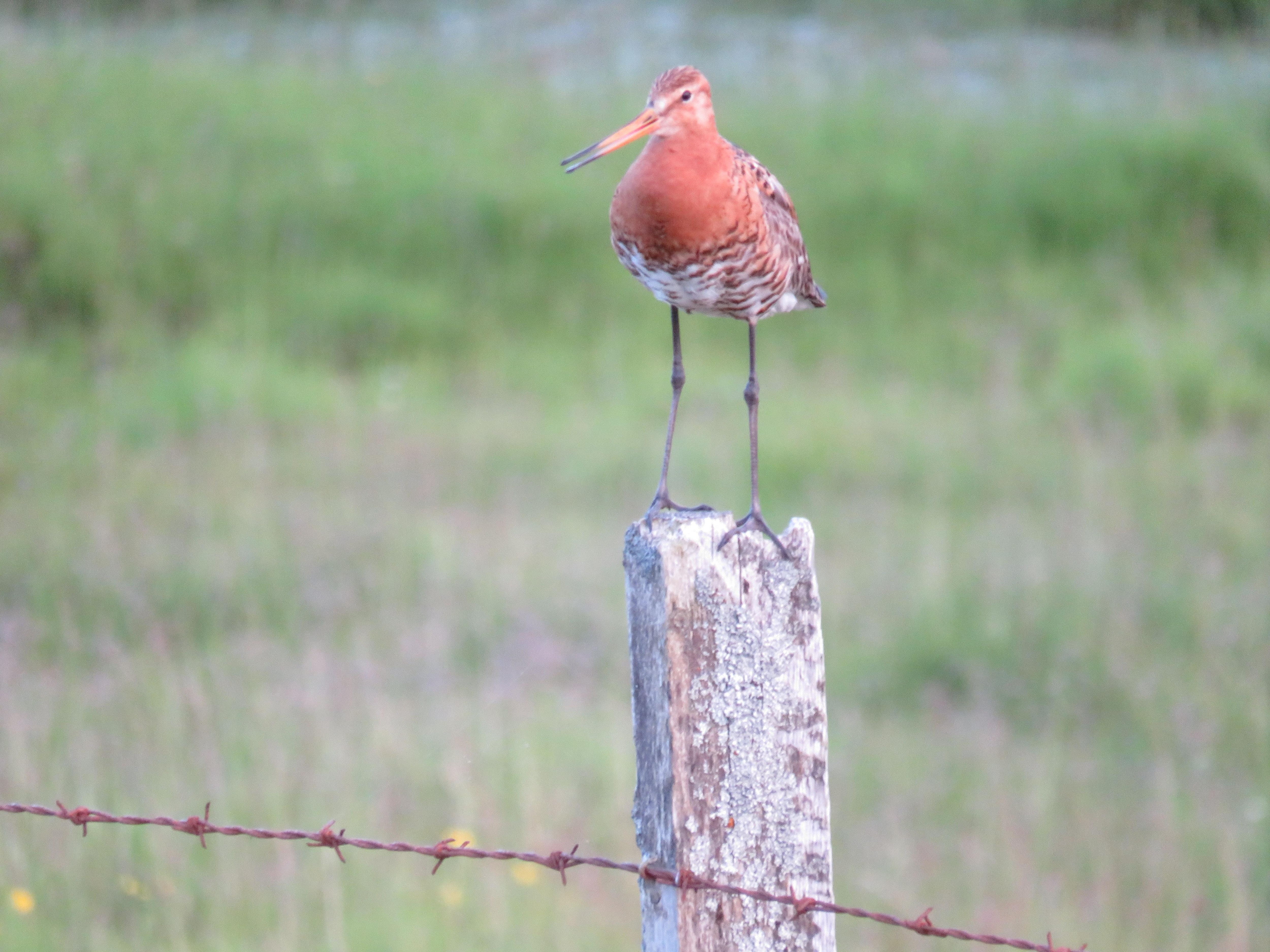 A bird I photographed near the lodge