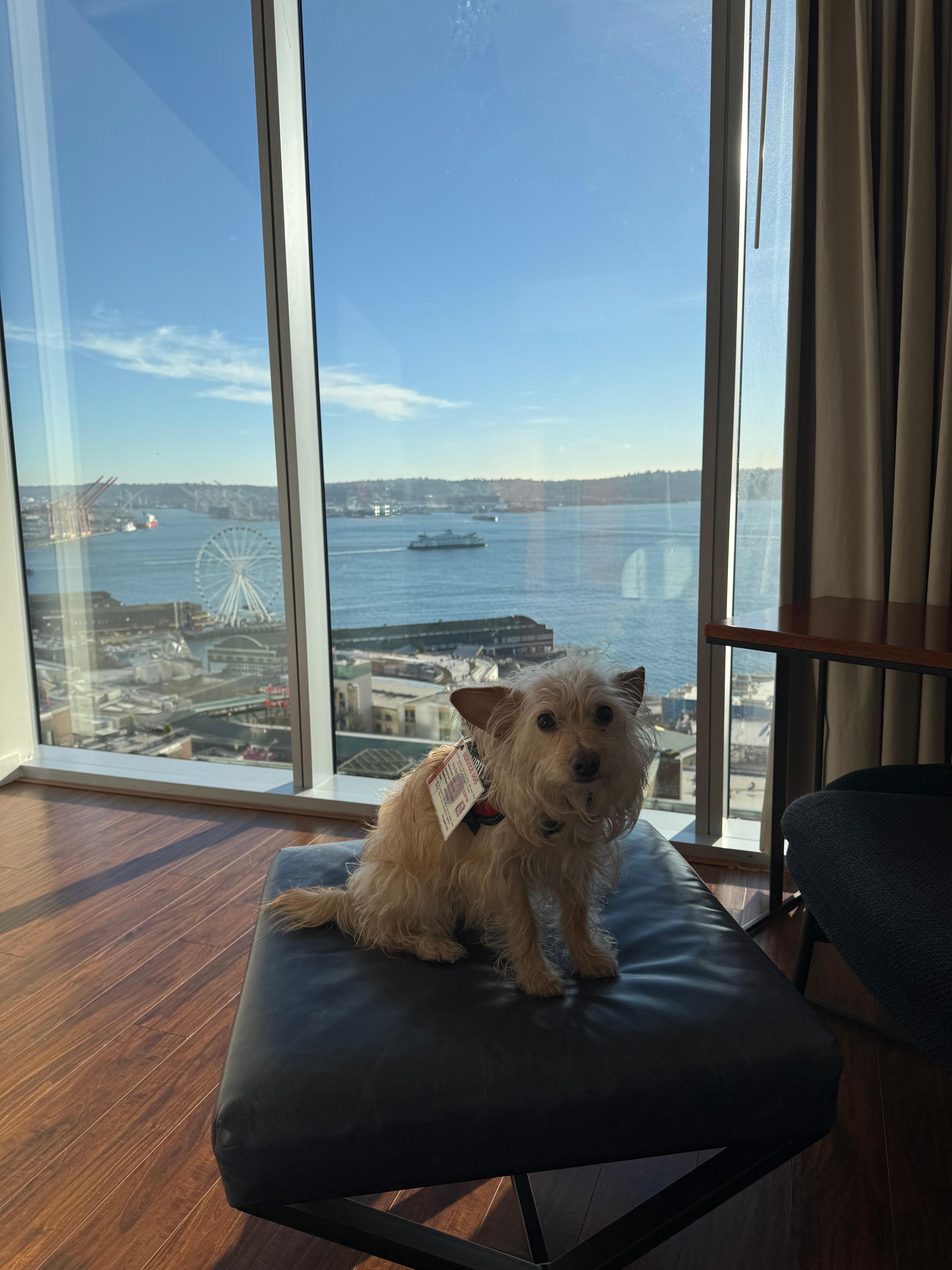 Dog friendly w papers.