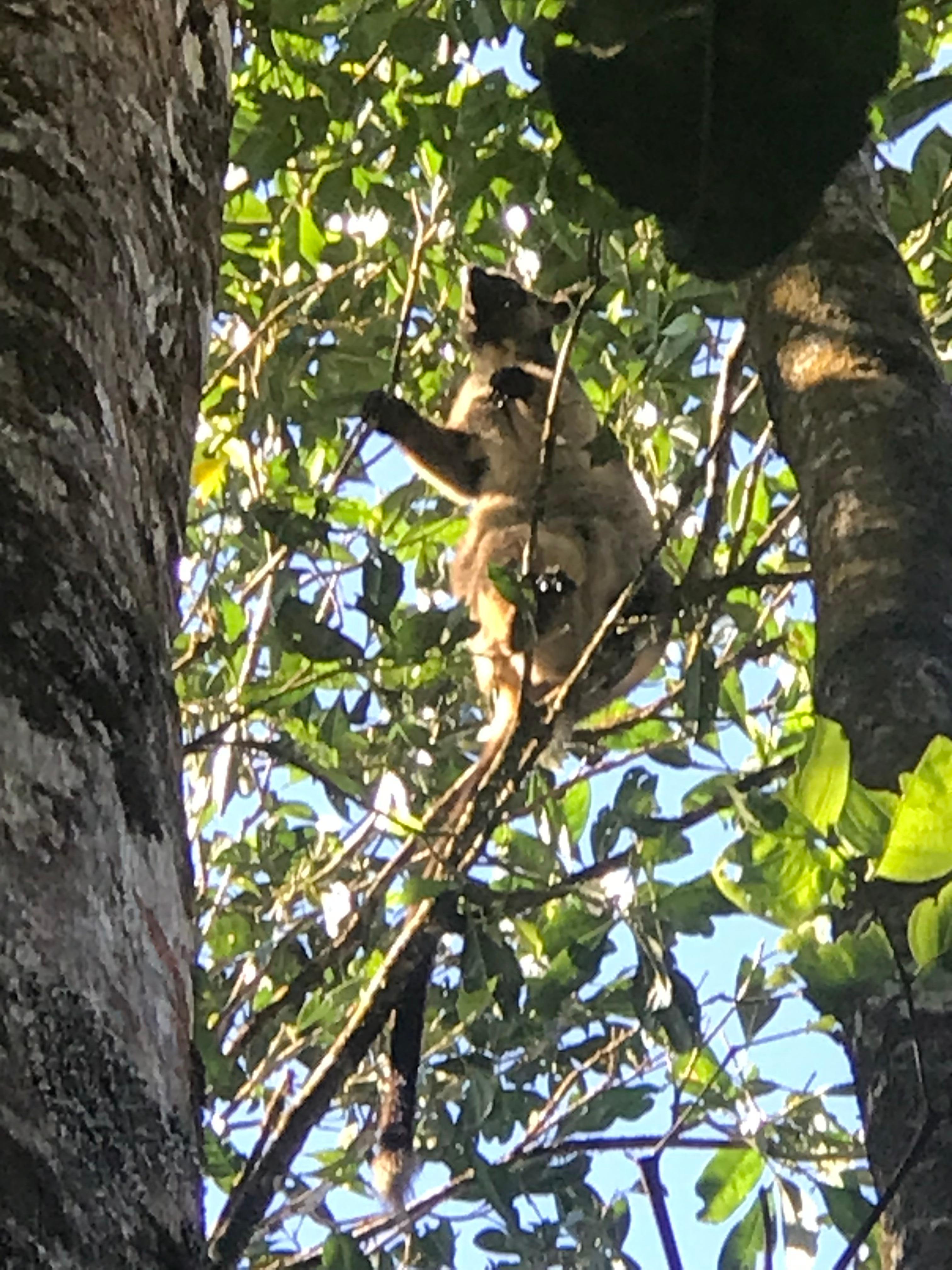 Tree kangaroo 