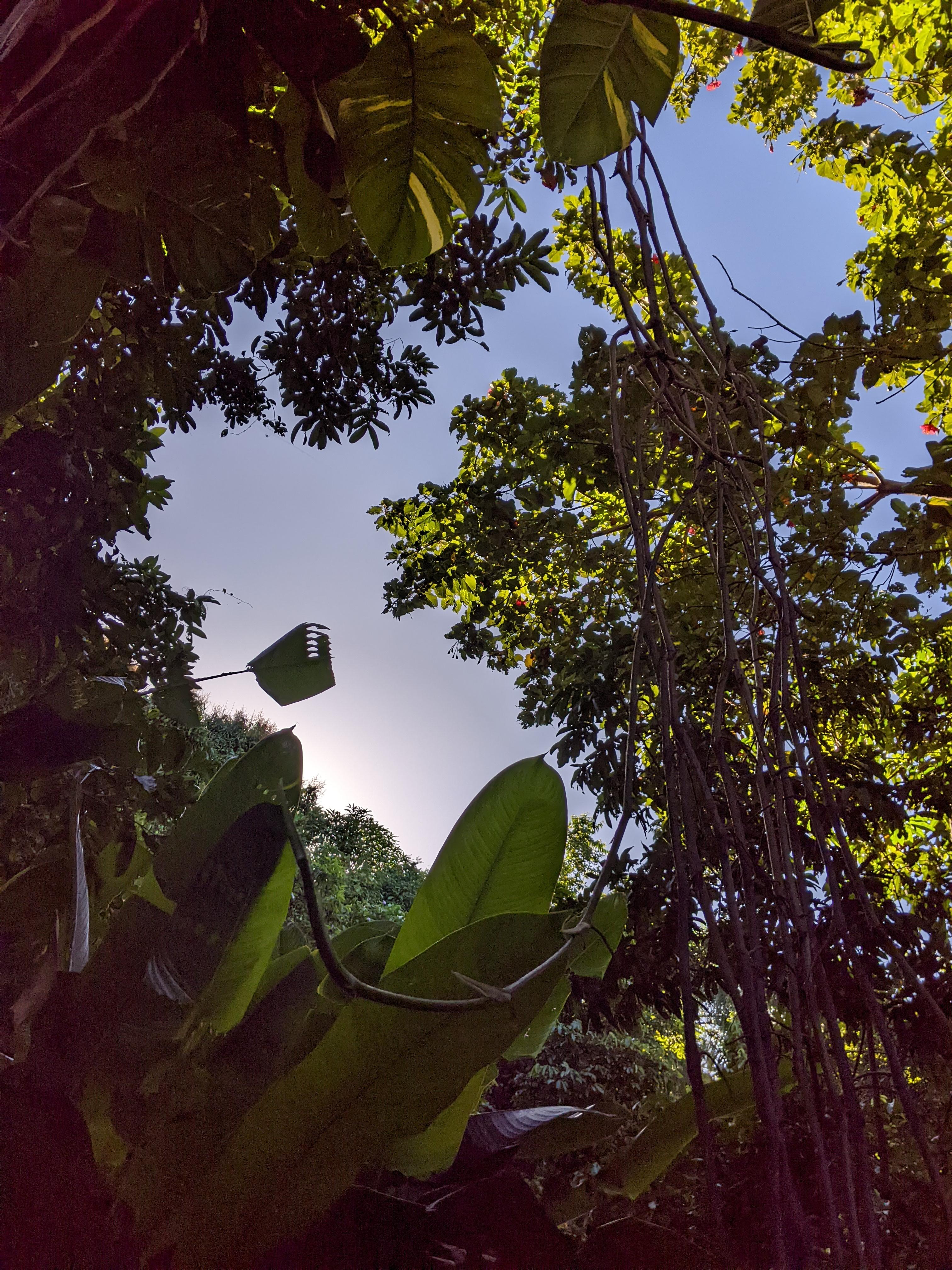 some of the beautiful tropical trees, though the image doesn't do the full feeling...