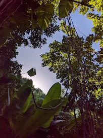 some of the beautiful tropical trees, though the image doesn't do the full feeling...