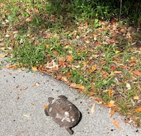 Saw Gopher turtles on our bike ride