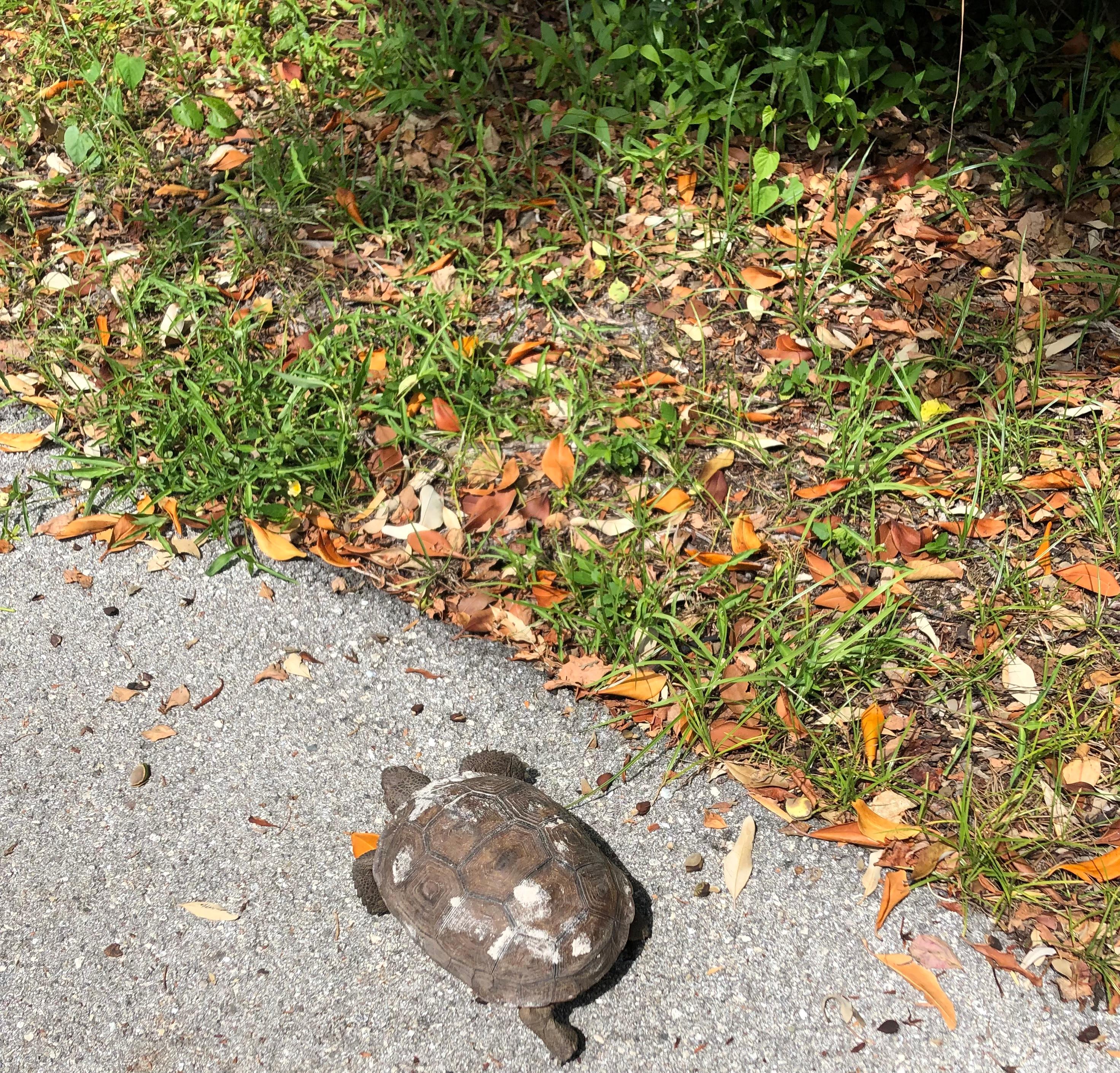 Saw Gopher turtles on our bike ride 