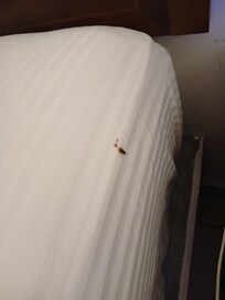 Cucarachas de hotel Caracol