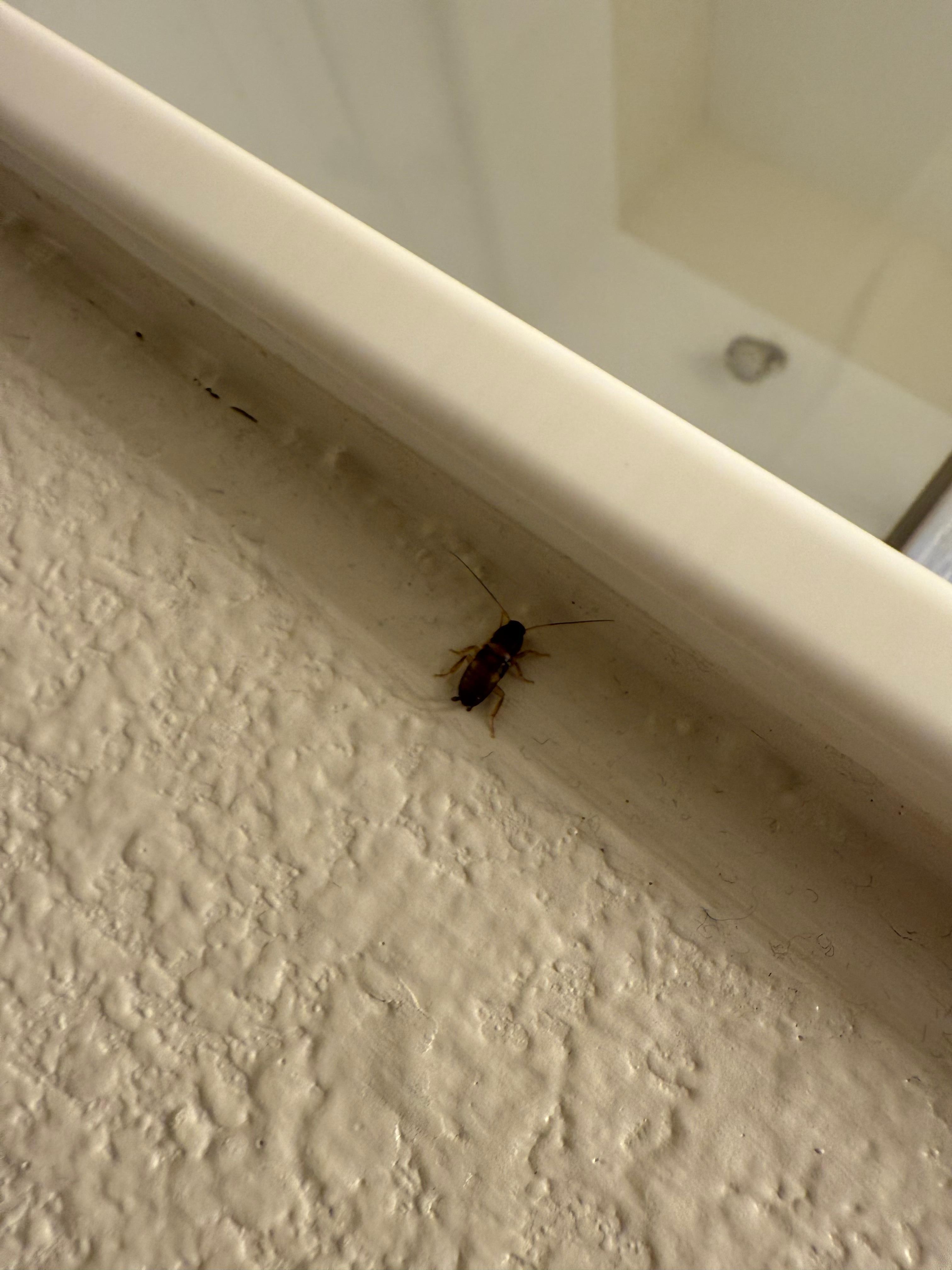 Roach2 in bathroom