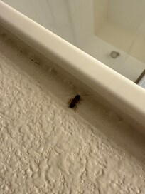 Roach2 in bathroom