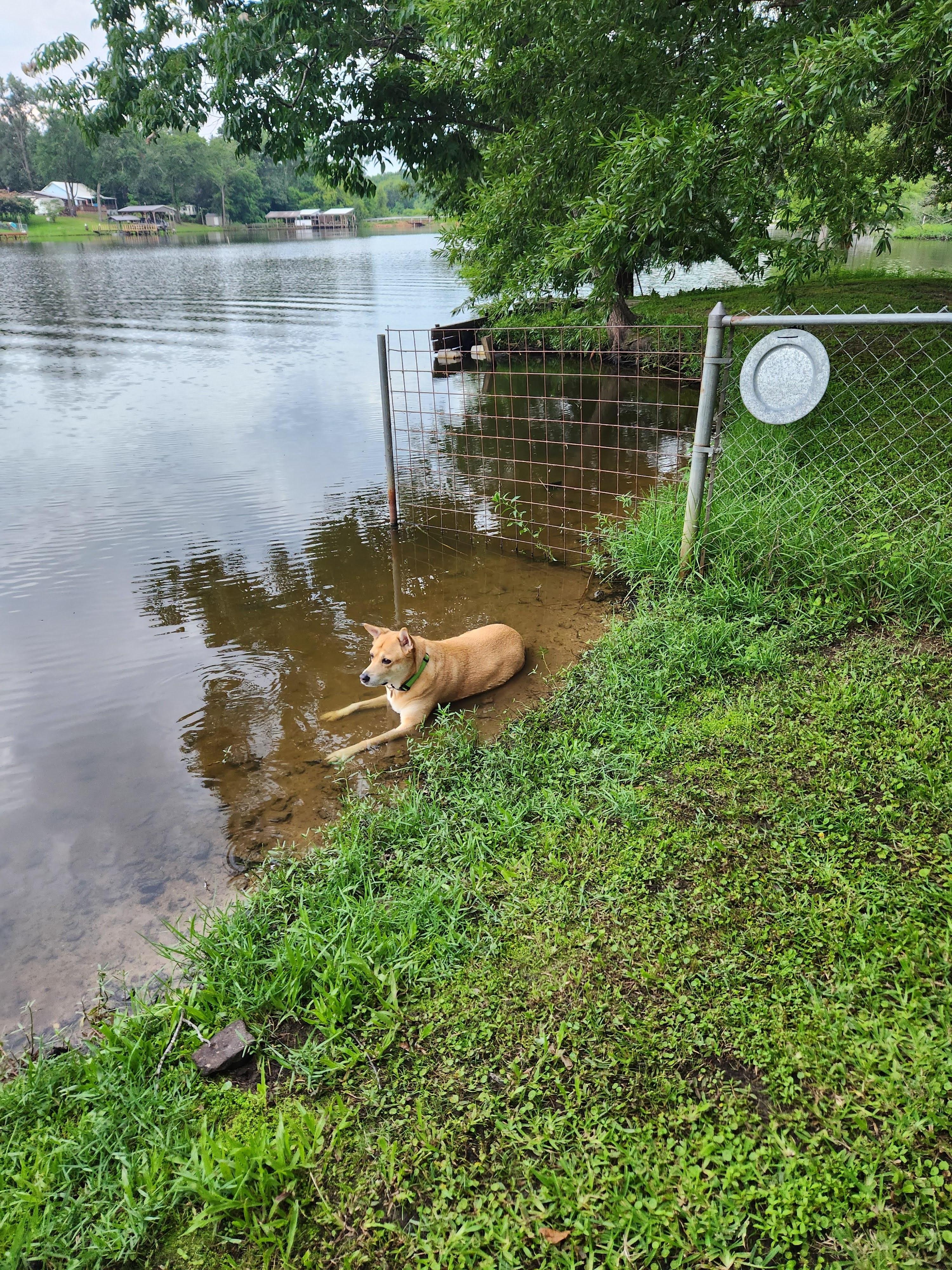 My older dogs favorite spot. 