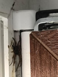 Diese Spinne war z. B. im Schlafzimmer.