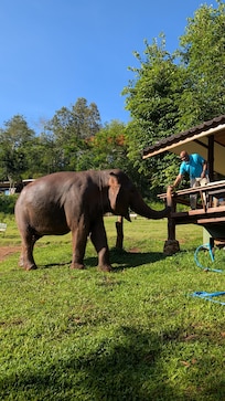 Elephant Breakfast