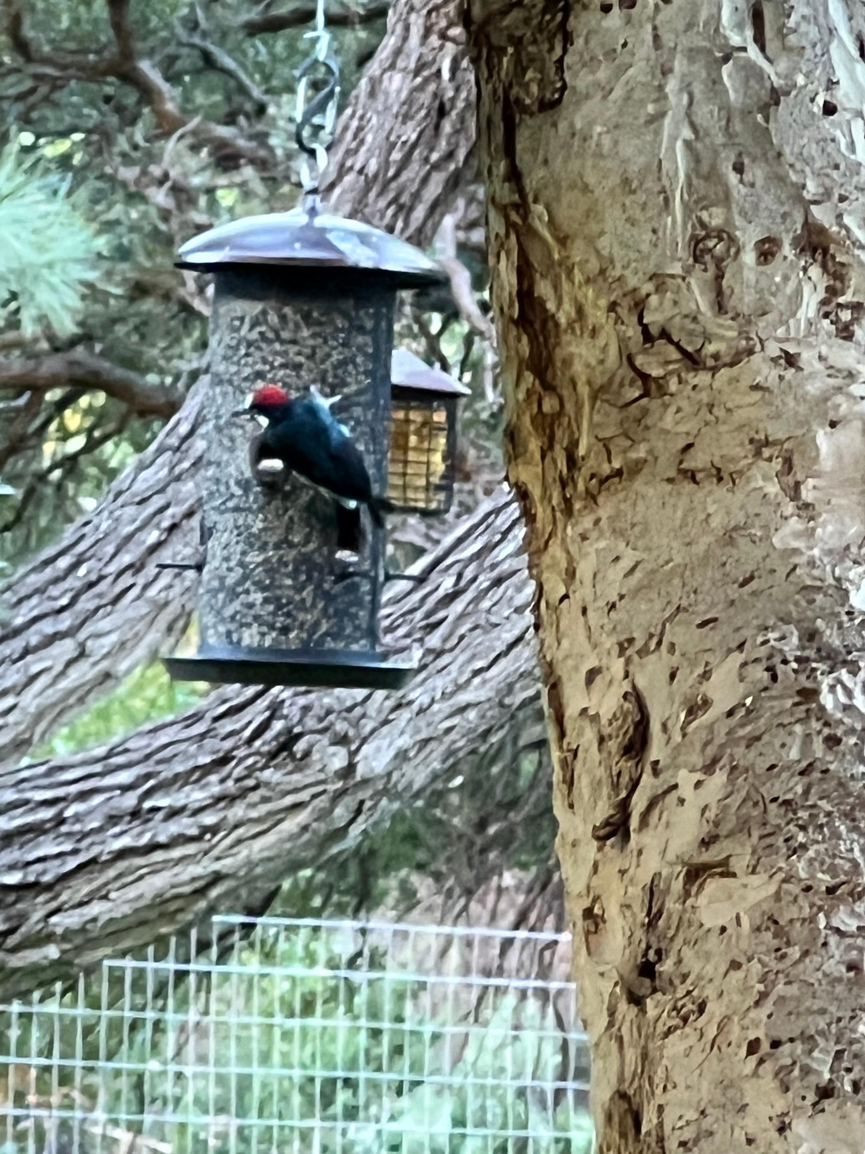 Woodpeckers!