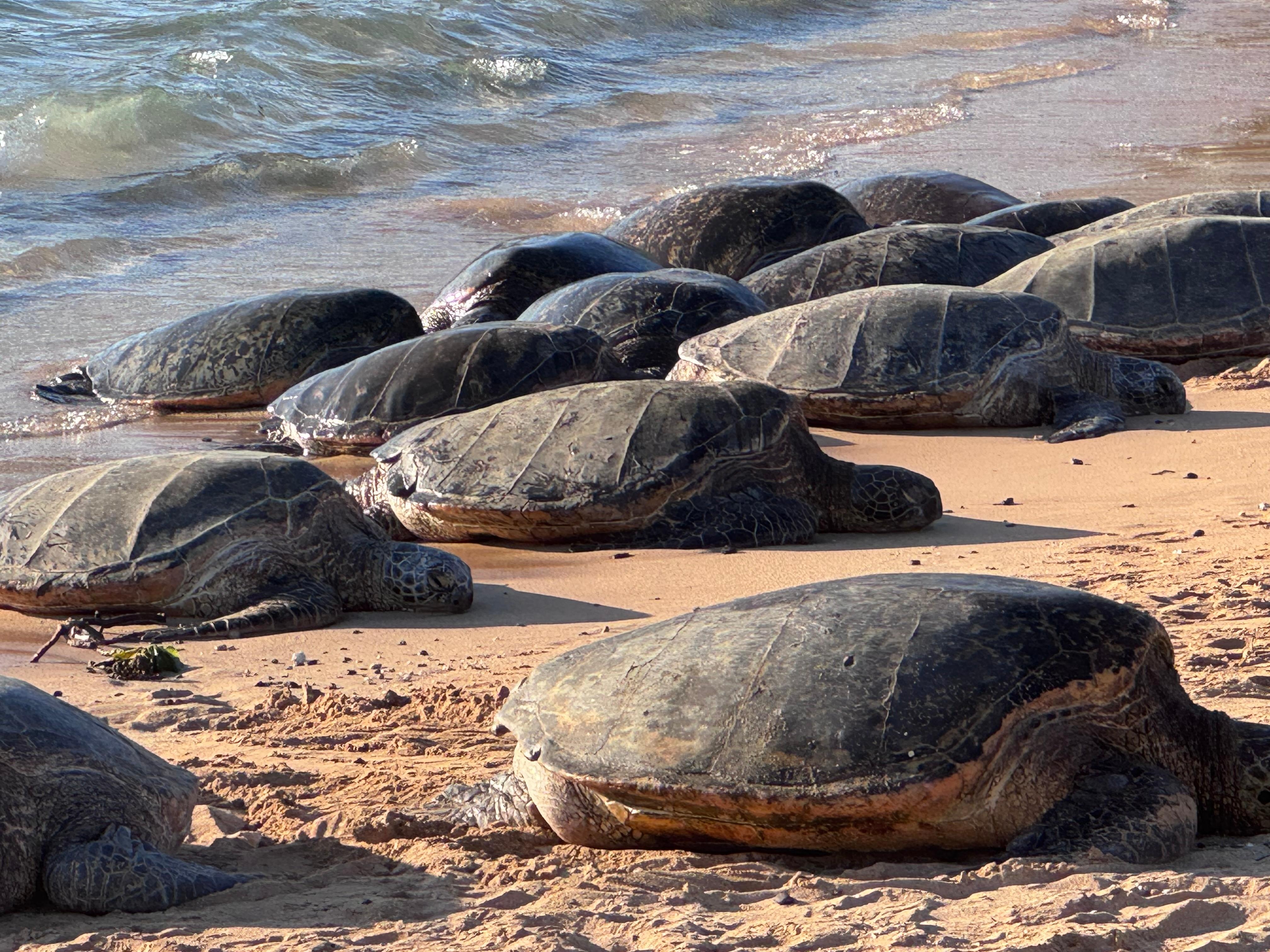 Sea Turtles a 5 minute easy walk. 