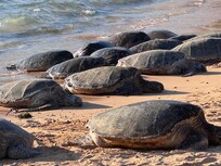 Sea Turtles a 5 minute easy walk.