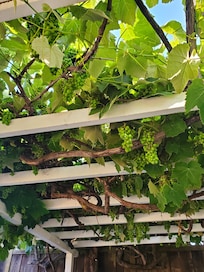Grapes are looking good