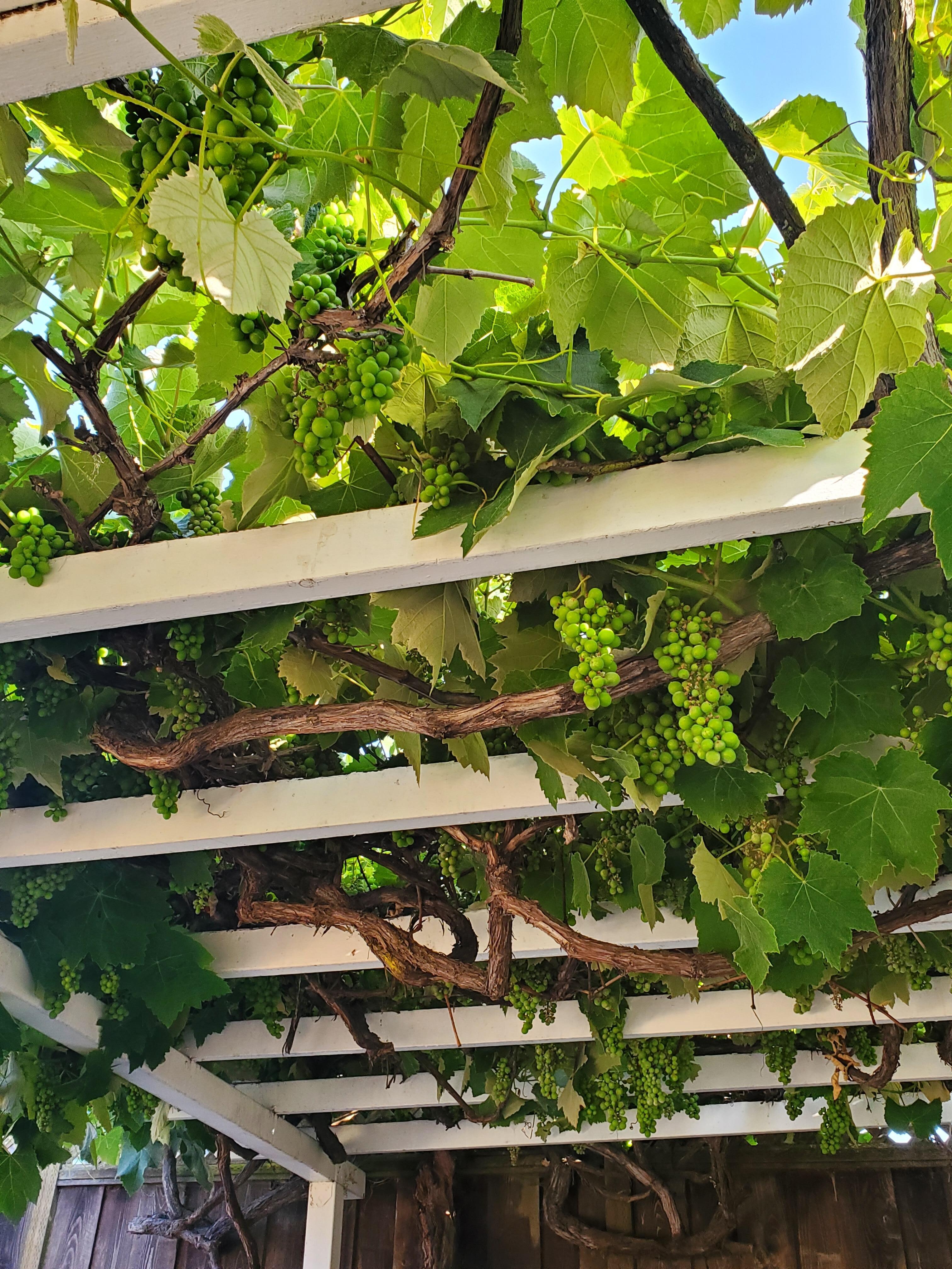 Grapes are looking good