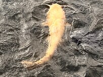 The albino catfish!