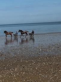 Horse carriages on the beach