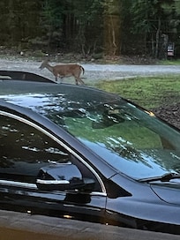 One of the deer that was in the front yard