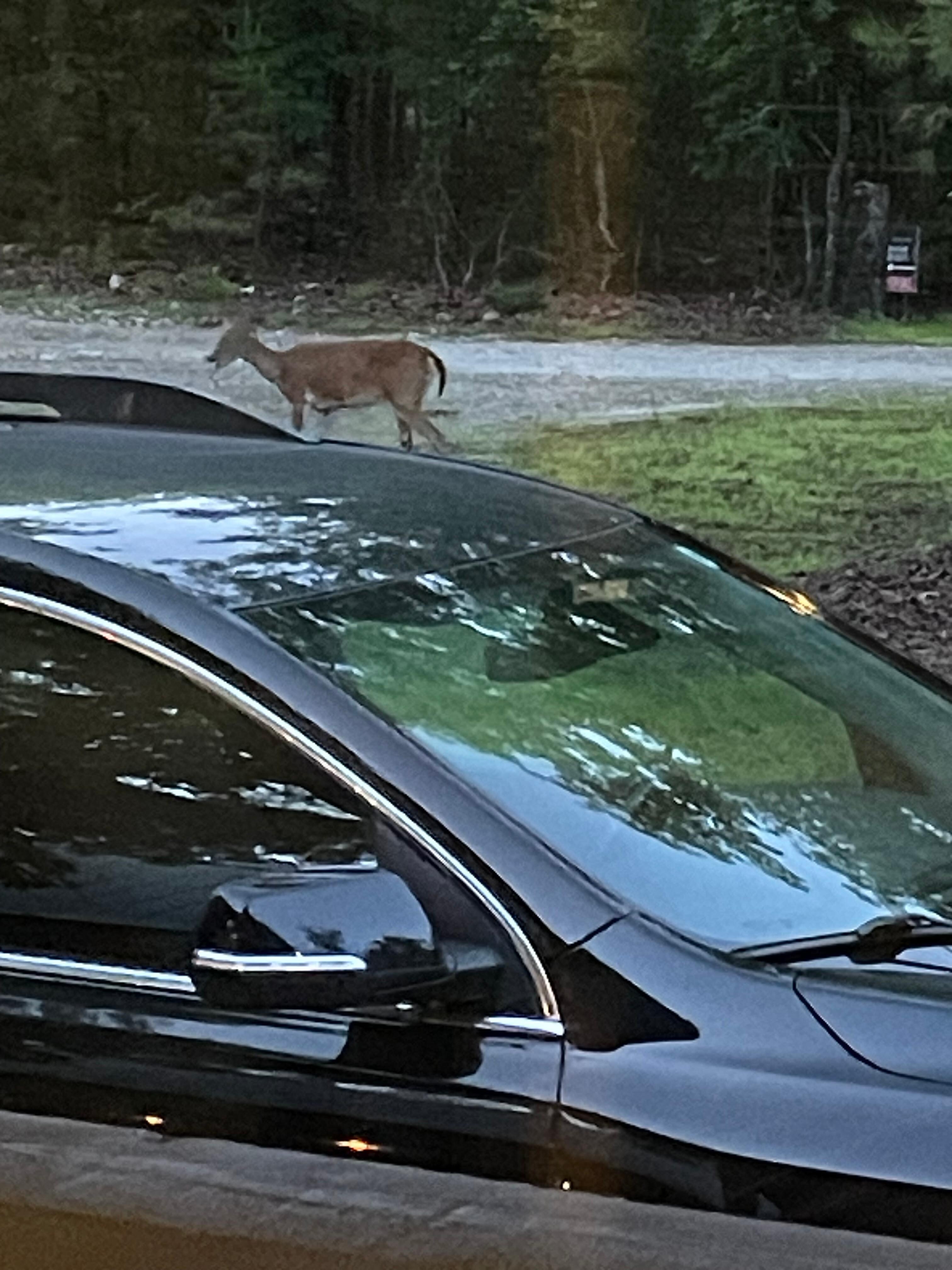 One of the deer that was in the front yard